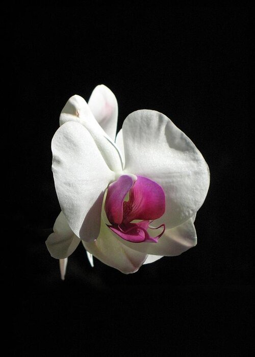 Orchid Greeting Card featuring the photograph Orchid by Andrea Lazar