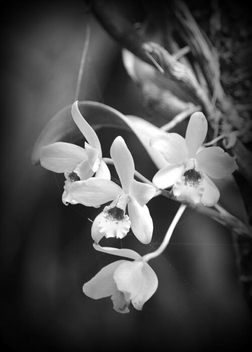 Orchid Greeting Card featuring the photograph Orchid Delight by Lori Seaman