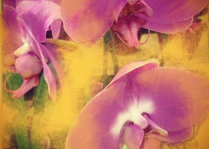 Ipad Art Greeting Card featuring the photograph Orchid Dream by J Lopez