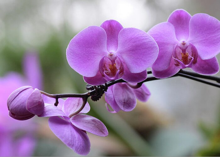 Orchid Greeting Card featuring the photograph Orchid in Bloom by Harold Rau