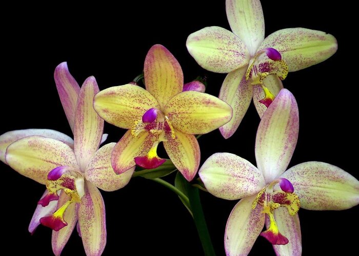 Orchid Greeting Card featuring the photograph Orchid in blossom by Zina Stromberg