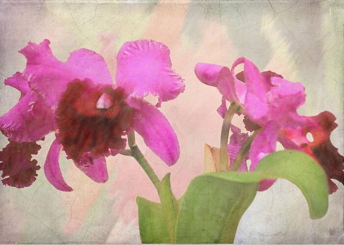 Flower Greeting Card featuring the photograph Orchid in Hot Pink by Rosalie Scanlon