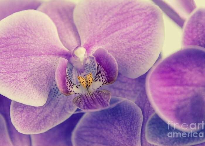 Asia Greeting Card featuring the photograph Orchid Lilac Dark by Hannes Cmarits