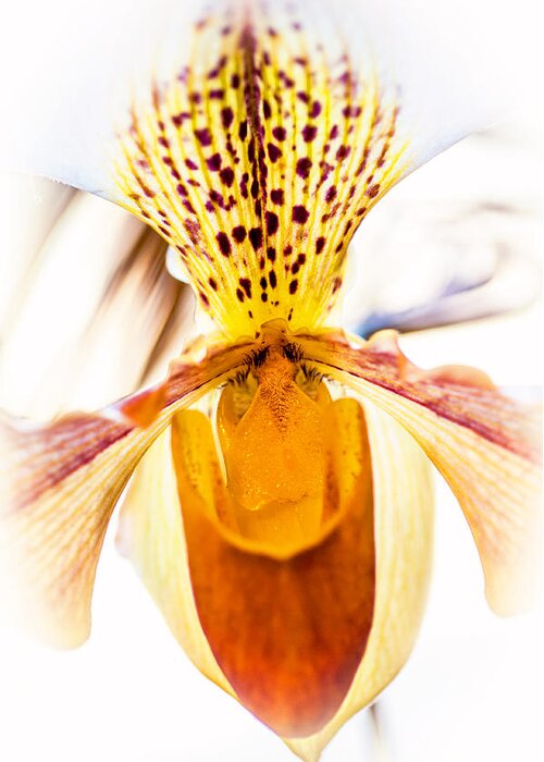 Orchid Greeting Card featuring the photograph Orchid Macro 2 by Jenny Rainbow