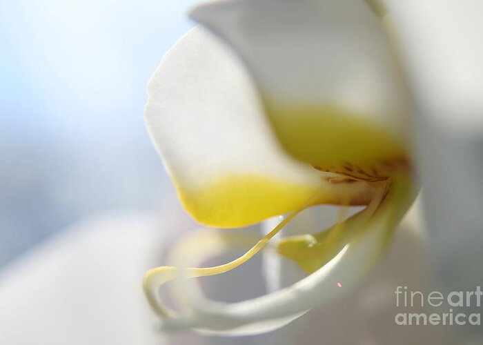 Orchid Greeting Card featuring the photograph Orchid Melody by Neal Eslinger