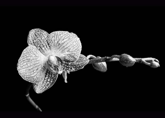 Orchid Greeting Card featuring the photograph Orchid Phalaenopsis flower by Michalakis Ppalis