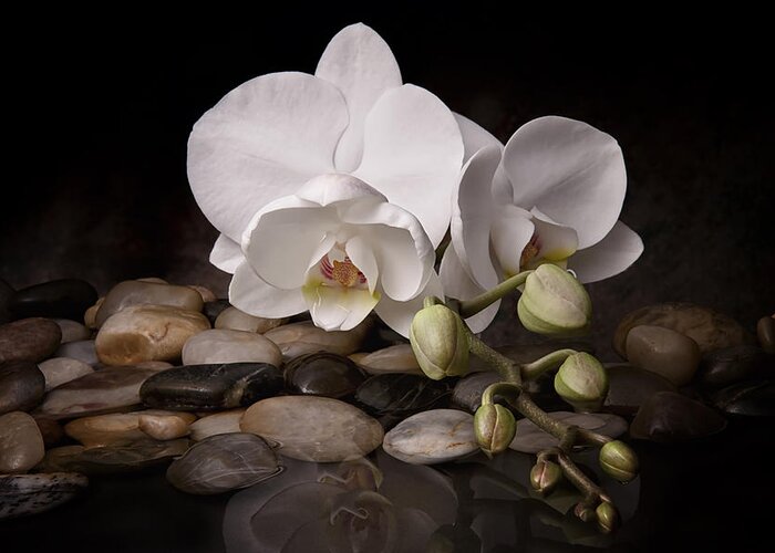 Arrangement Greeting Card featuring the photograph Orchid - Sensuous Virtue by Tom Mc Nemar