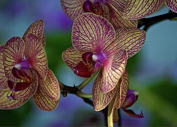 Natural Pattern Greeting Card featuring the photograph Orchids Flowers by Lucas Keene