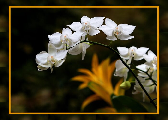 Orchids Greeting Card featuring the photograph Orchids by John Freidenberg