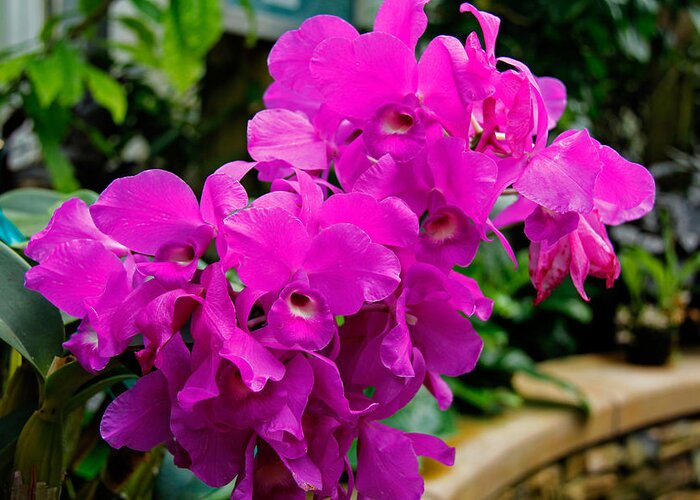 Orchid Greeting Card featuring the photograph Orchids by Richard Krebs