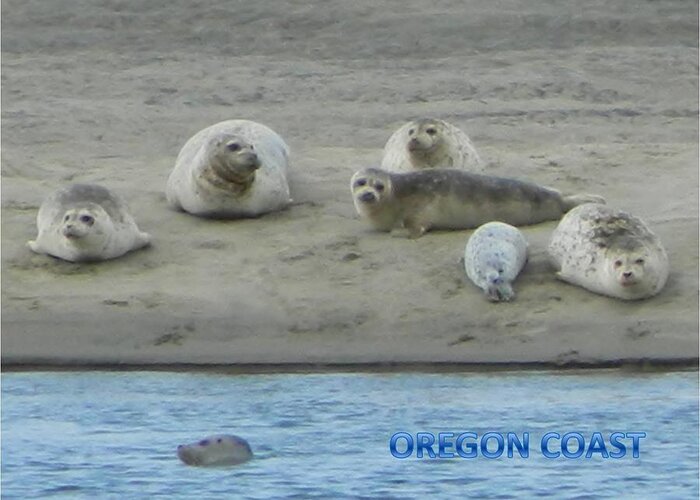 Netarts Bay Greeting Card featuring the photograph Oregon Coast Seals by Gallery Of Hope 