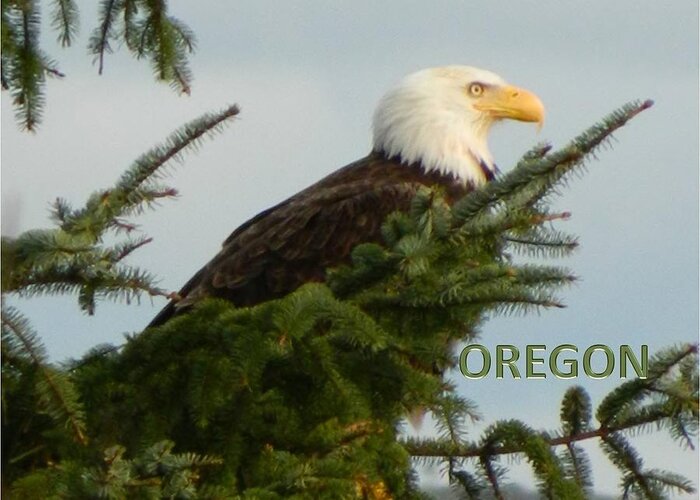 Oregon Greeting Card featuring the photograph Oregon Eagle by Gallery Of Hope 