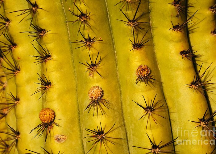 Organ Pipe Cactus Greeting Card featuring the photograph Organ Pipe Cactus Detail by Vivian Christopher