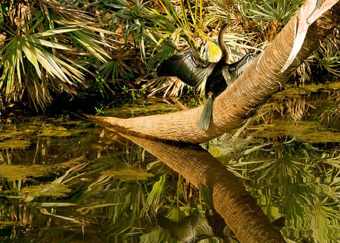 Photography Greeting Card featuring the photograph Oriental Darter Anhinga Melanogaster by Panoramic Images