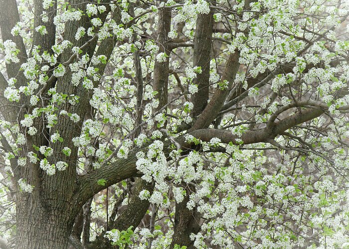 Pear Tree Greeting Card featuring the photograph Oriental Pear Tree by Bonnie Willis