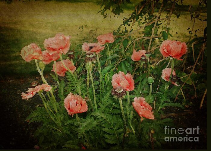Flowers Greeting Card featuring the photograph Oriental Poppies by Rosemary Aubut