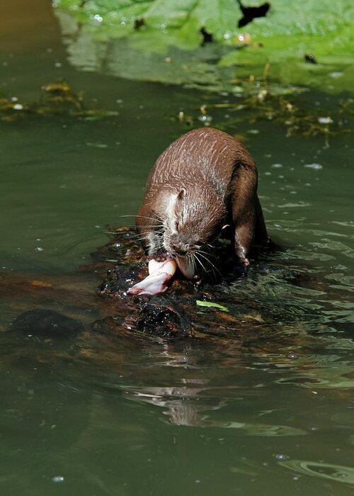 Oriental Small-clawed Otter Greeting Card featuring the photograph Oriental Small-clawed Otter Feeding by Chris B Stock/science Photo Library