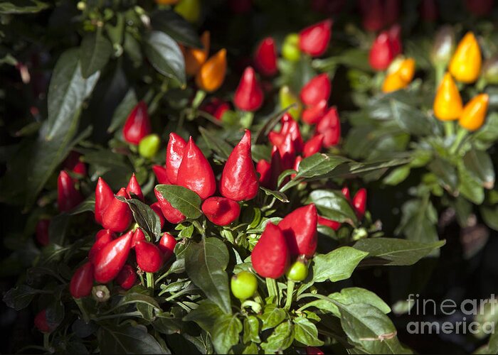 Agriculture Greeting Card featuring the photograph Ornamental Peppers by Peter French