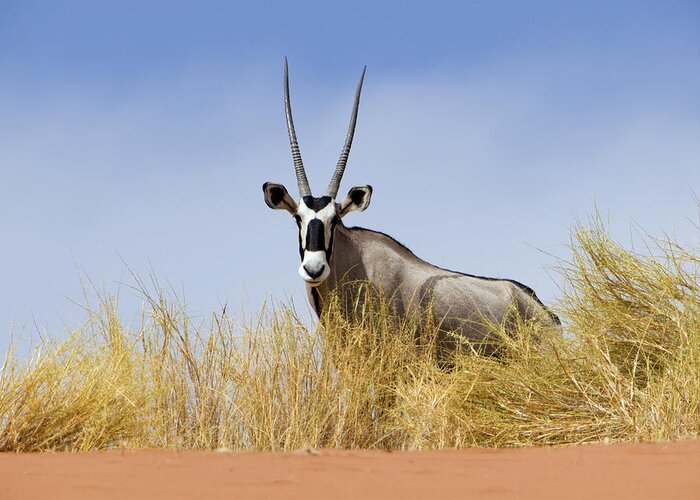 Nis Greeting Card featuring the photograph Oryx Namibia by Alexander Koenders