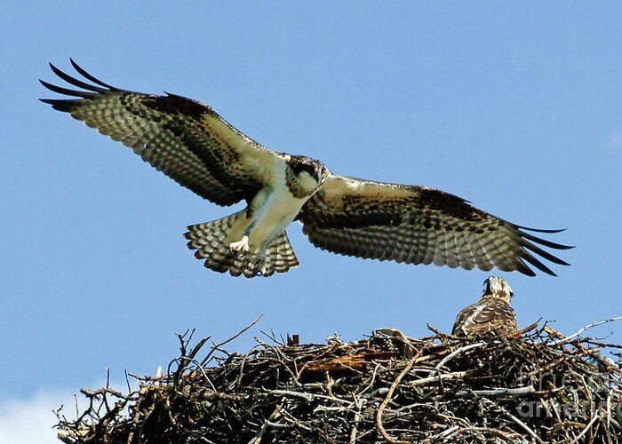 Osprey Greeting Card featuring the photograph Osprey 4 by Bob Christopher