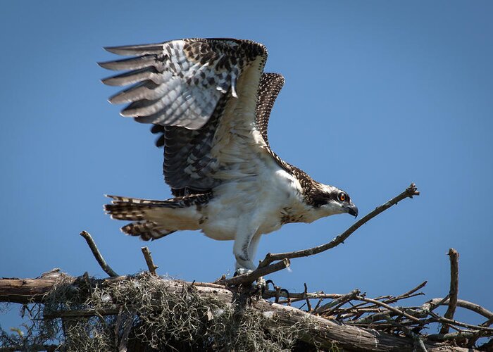 Osprey Greeting Card featuring the photograph Osprey Departing Nest by Gregory Daley MPSA