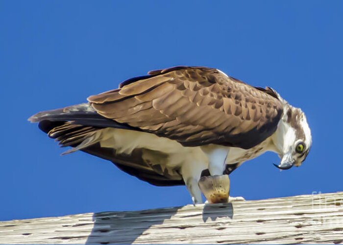 Osprey Eating Lunch Greeting Card featuring the photograph Osprey eating Lunch by Dale Powell