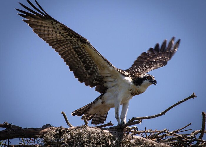 Osprey Greeting Card featuring the photograph Osprey in Nest Ready to Fly by Gregory Daley MPSA