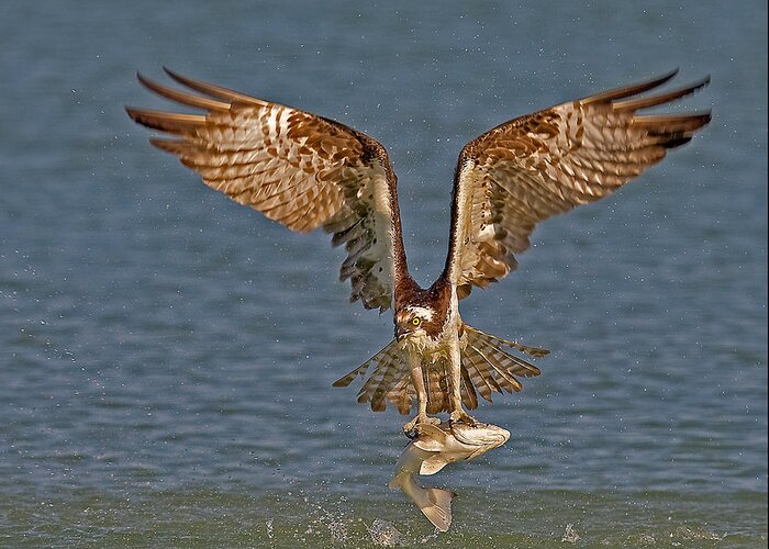 Osprey Greeting Card featuring the photograph Osprey Morning Catch by Susan Candelario