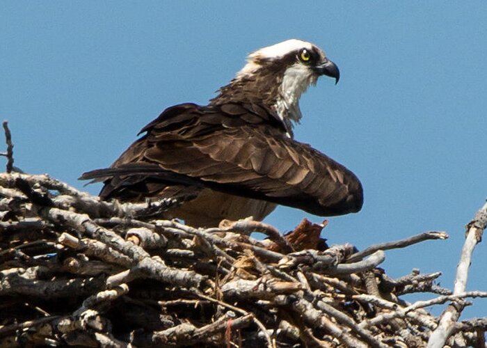 Osprey Greeting Card featuring the photograph Osprey Nest 2 by John Daly