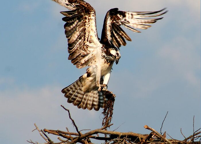 Osprey Greeting Card featuring the photograph Osprey Padding the Nest by Roger Becker