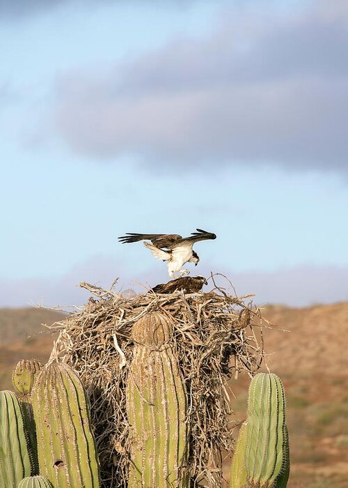 Baja California Greeting Card featuring the photograph Ospreys Nesting In A Cactus by Christopher Swann
