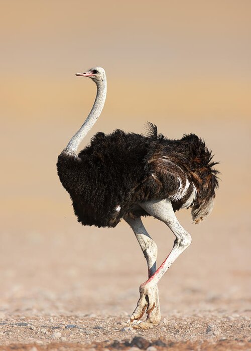 Wild Greeting Card featuring the photograph Ostrich by Johan Swanepoel