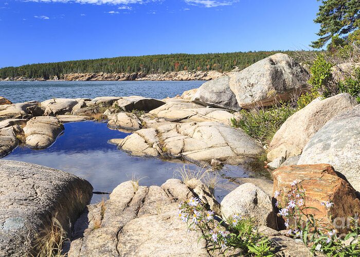 Acadia Greeting Card featuring the photograph Otter Cove boulders Acadia National Park Maine by Ken Brown