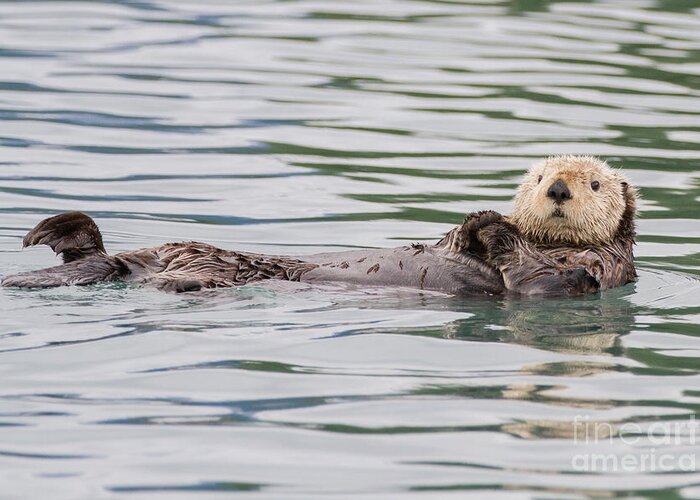 Otter Greeting Card featuring the photograph Otterly Adorable by Chris Scroggins