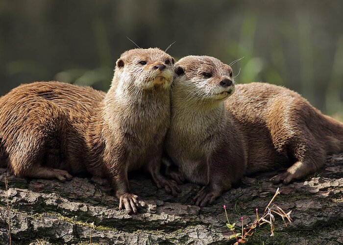  Wild Animal Greeting Card featuring the photograph Otters by Grant Glendinning