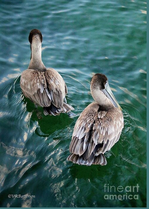 Pelicans Greeting Card featuring the photograph Out for a Swim by Veronica Batterson