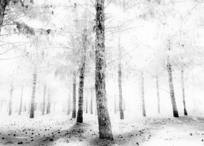 Forest Greeting Card featuring the photograph Outside Voice by Mark Ross