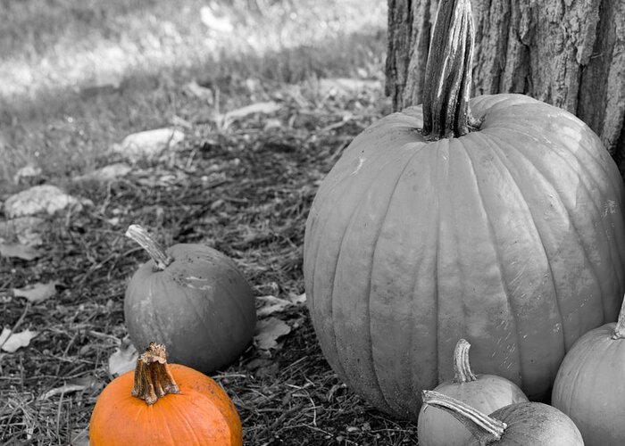 Pumpkins Greeting Card featuring the photograph Outstanding by Jim DeLillo