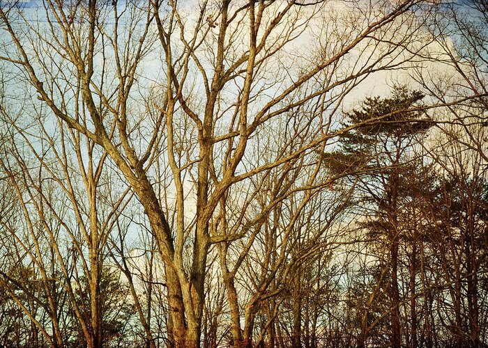 Bare Tree Limbs Greeting Card featuring the photograph Outstretched Arms - Dark by Michelle Ayn Potter