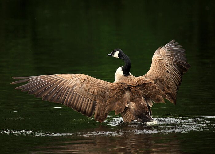 Goose Greeting Card featuring the photograph Outstretched Wings by Karol Livote
