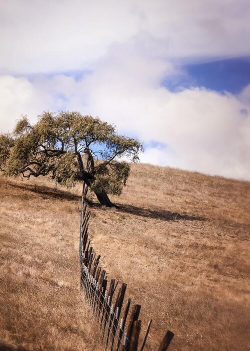 Oak Greeting Card featuring the photograph Over the Line by Caitlyn Grasso