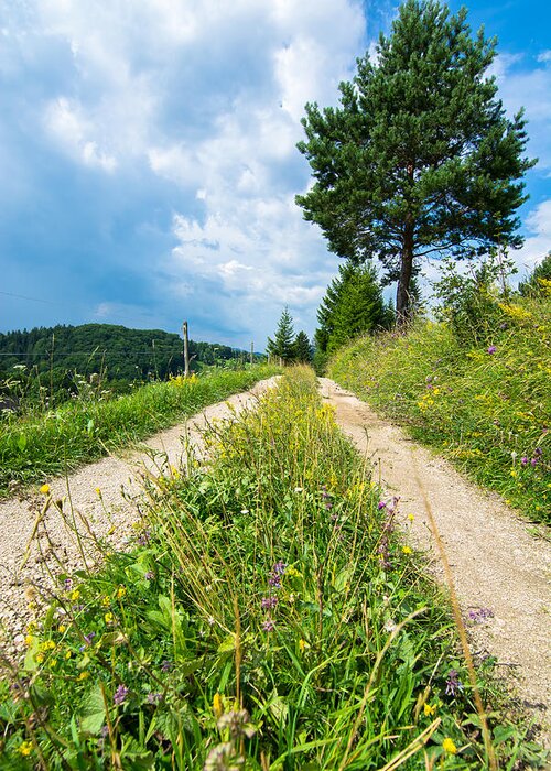 Road Greeting Card featuring the photograph Overgrown Rural Path Up a Hill by Andreas Berthold