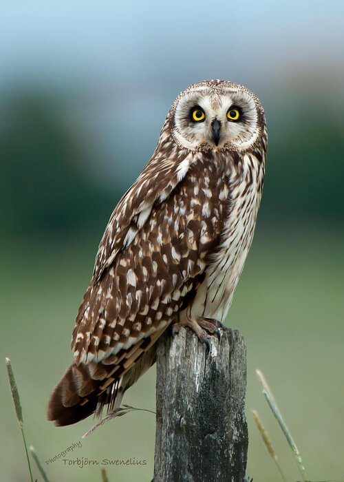 Short Eared Owl Greeting Card featuring the photograph Owl see you by Torbjorn Swenelius