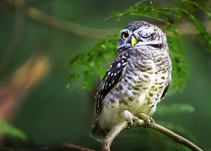 Animal Themes Greeting Card featuring the photograph Owl Sitting On Branch by Arthit Somsakul