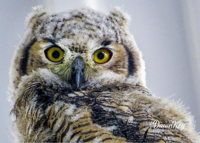  Greeting Card featuring the photograph Owlet Close-up by Dawn Key