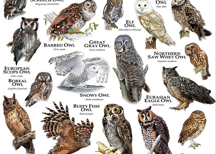 Art Greeting Card featuring the photograph Owls Of The World by Roger Hall