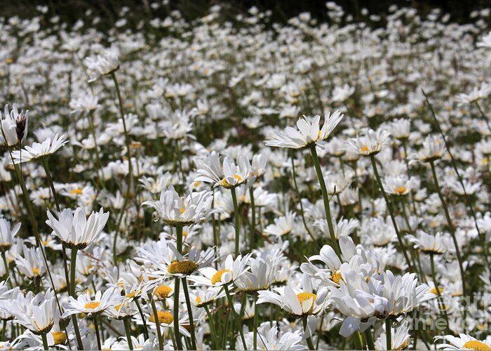 Ox Eye Daisies Daisy Flowers Tall White Flower Oxeye Ox-eye Meadow Field Summer Greeting Card featuring the photograph Ox Eye Daisies by Julia Gavin