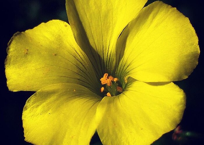 Oxalis Greeting Card featuring the photograph Oxalis Close-up by Eric Suchman