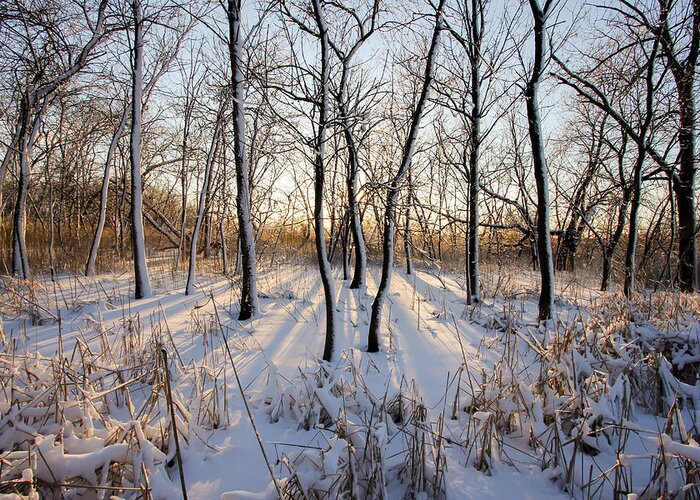 Golden Hour Greeting Card featuring the photograph Oxbow Park Golden Hour by Jackie Novak