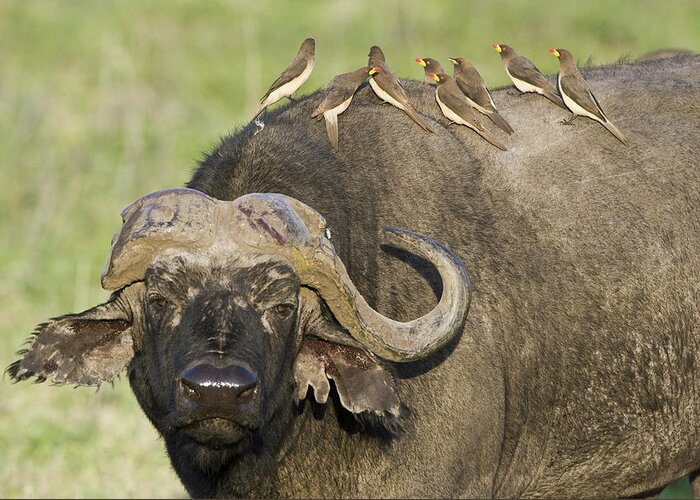 Photography Greeting Card featuring the photograph Oxpecker Perching On Cape Buffalo by Animal Images